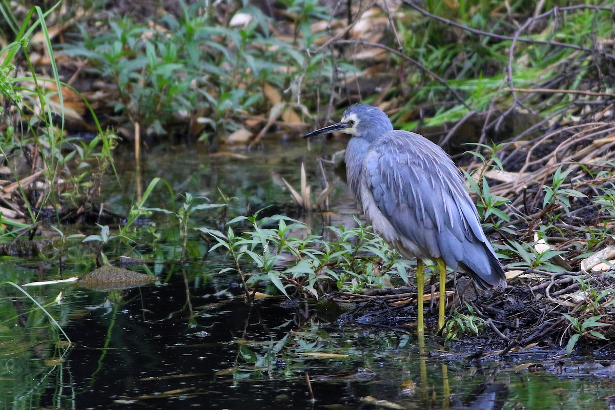 White-faced Heron - ML647074688