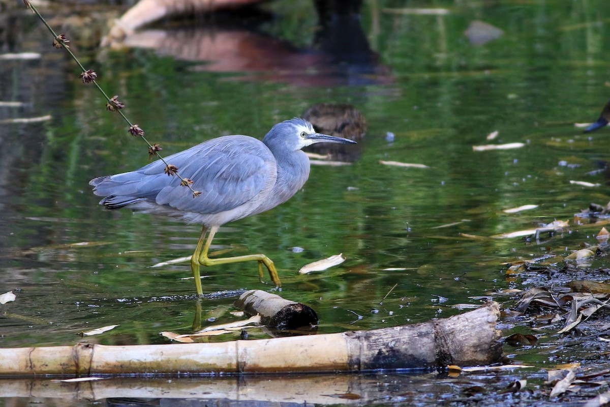 White-faced Heron - ML647074689