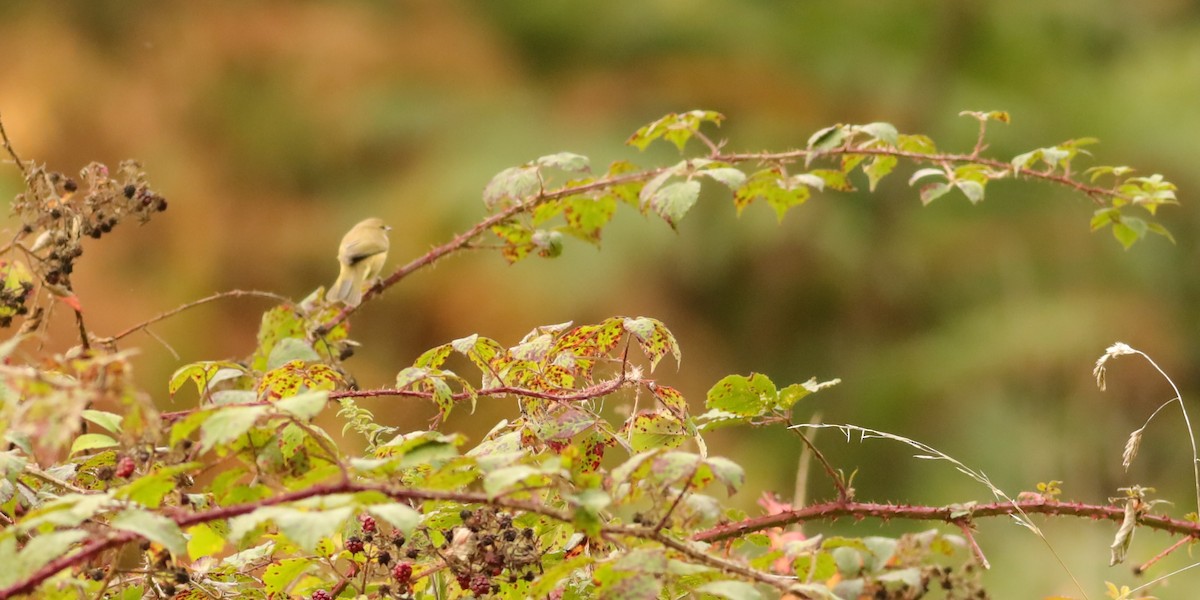 Phylloscopus sp. - ML647074692