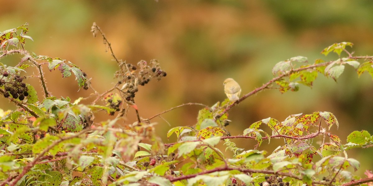 Phylloscopus sp. - ML647074693