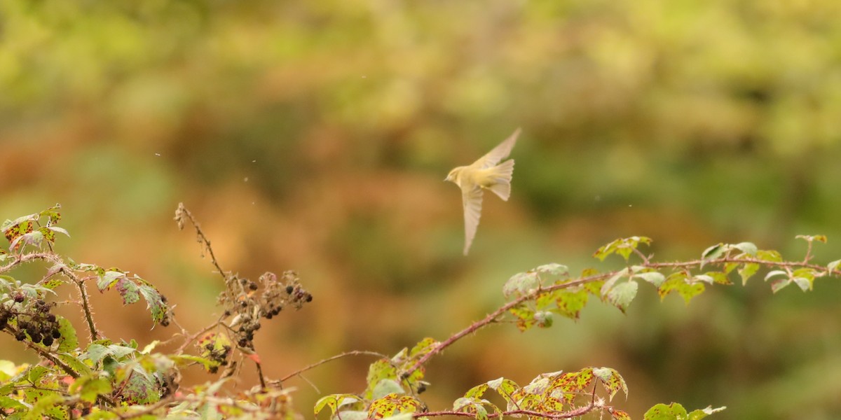 Phylloscopus sp. - ML647074697