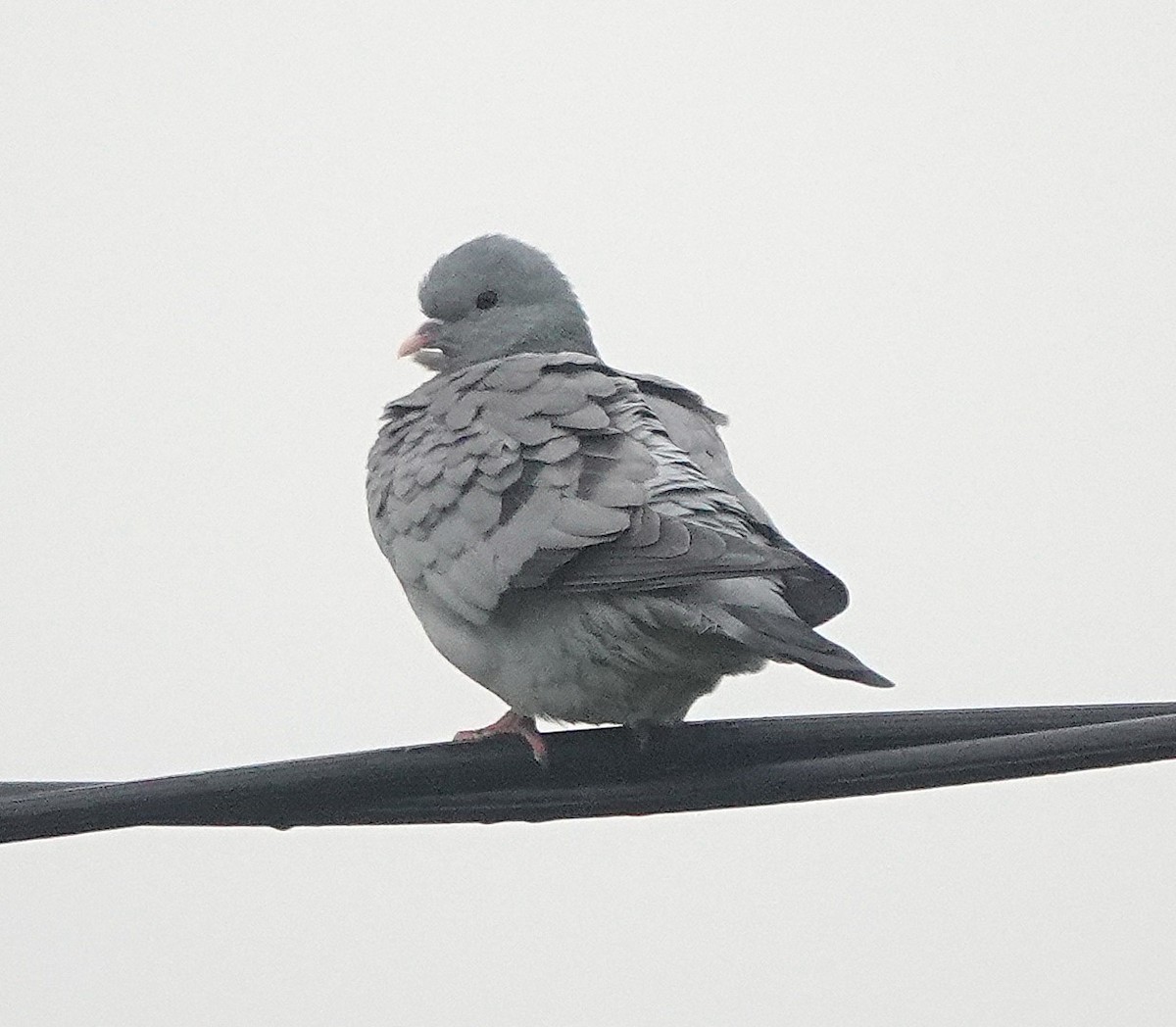 Stock Dove - ML647074720