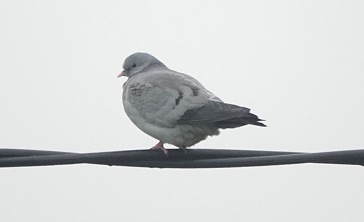 Stock Dove - ML647074721
