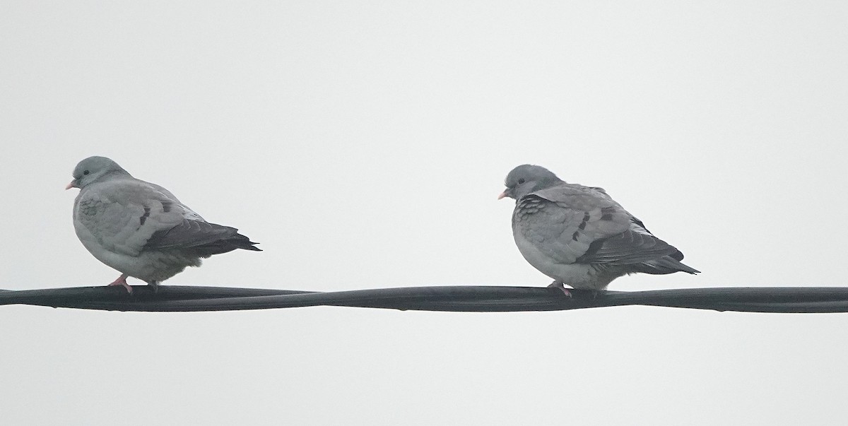 Stock Dove - ML647074722