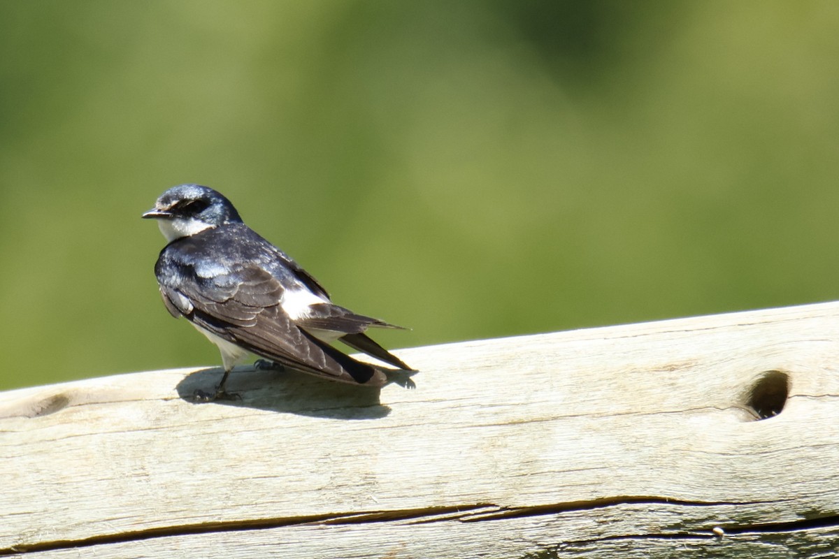 White-rumped Swallow - ML647074725