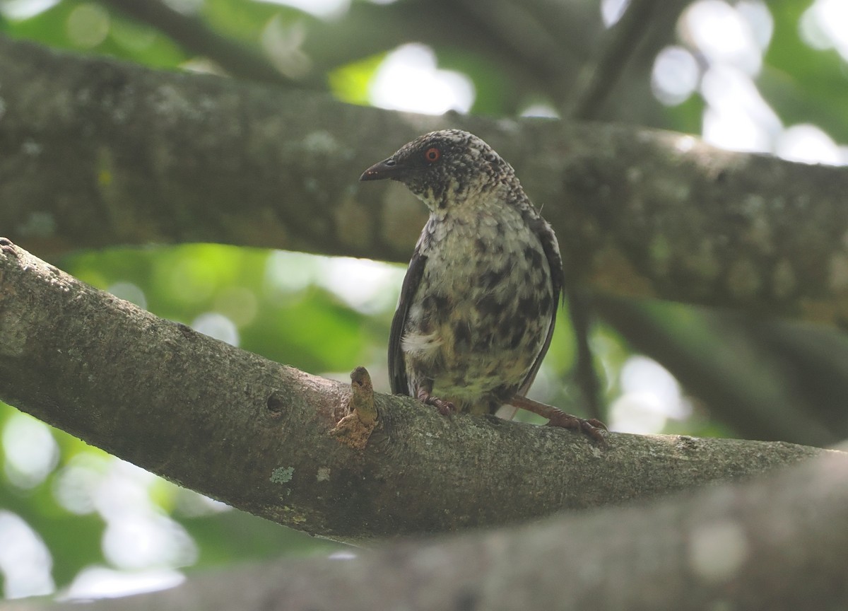 Hinde's Pied-Babbler - ML647074727