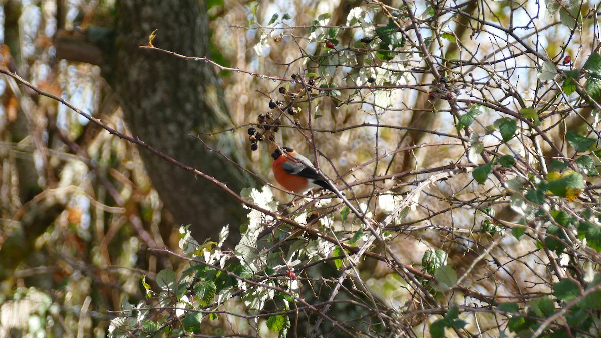 Снігур звичайний - ML647074733