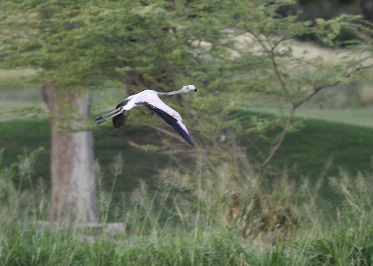 Фламінго червоний - ML647074734