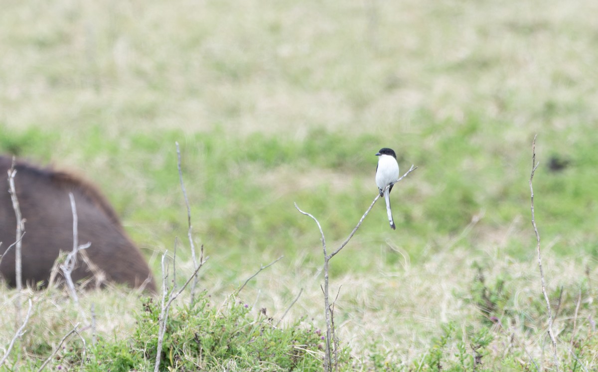 Сорокопуд еполетовий - ML647074735