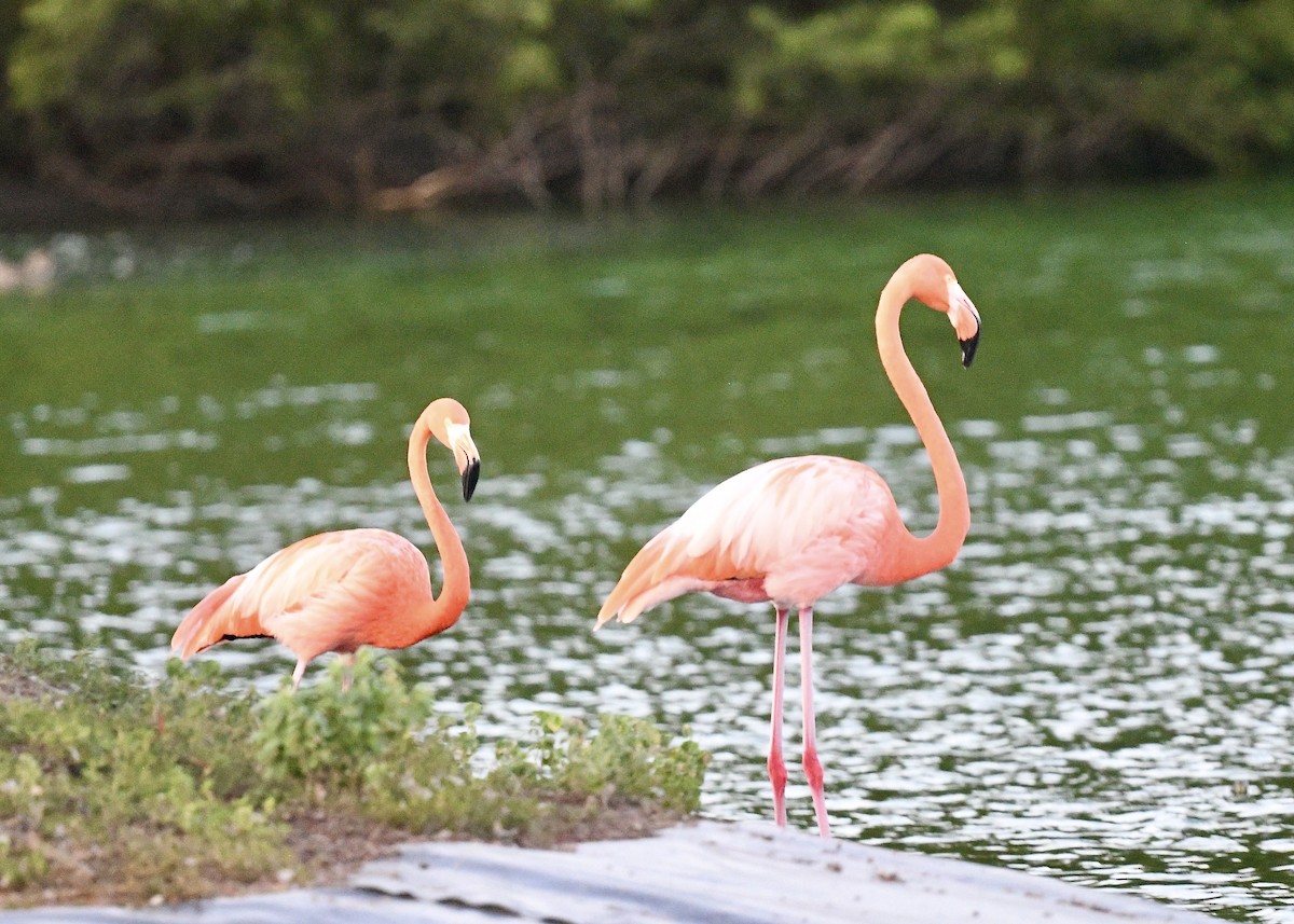 Фламінго червоний - ML647074736