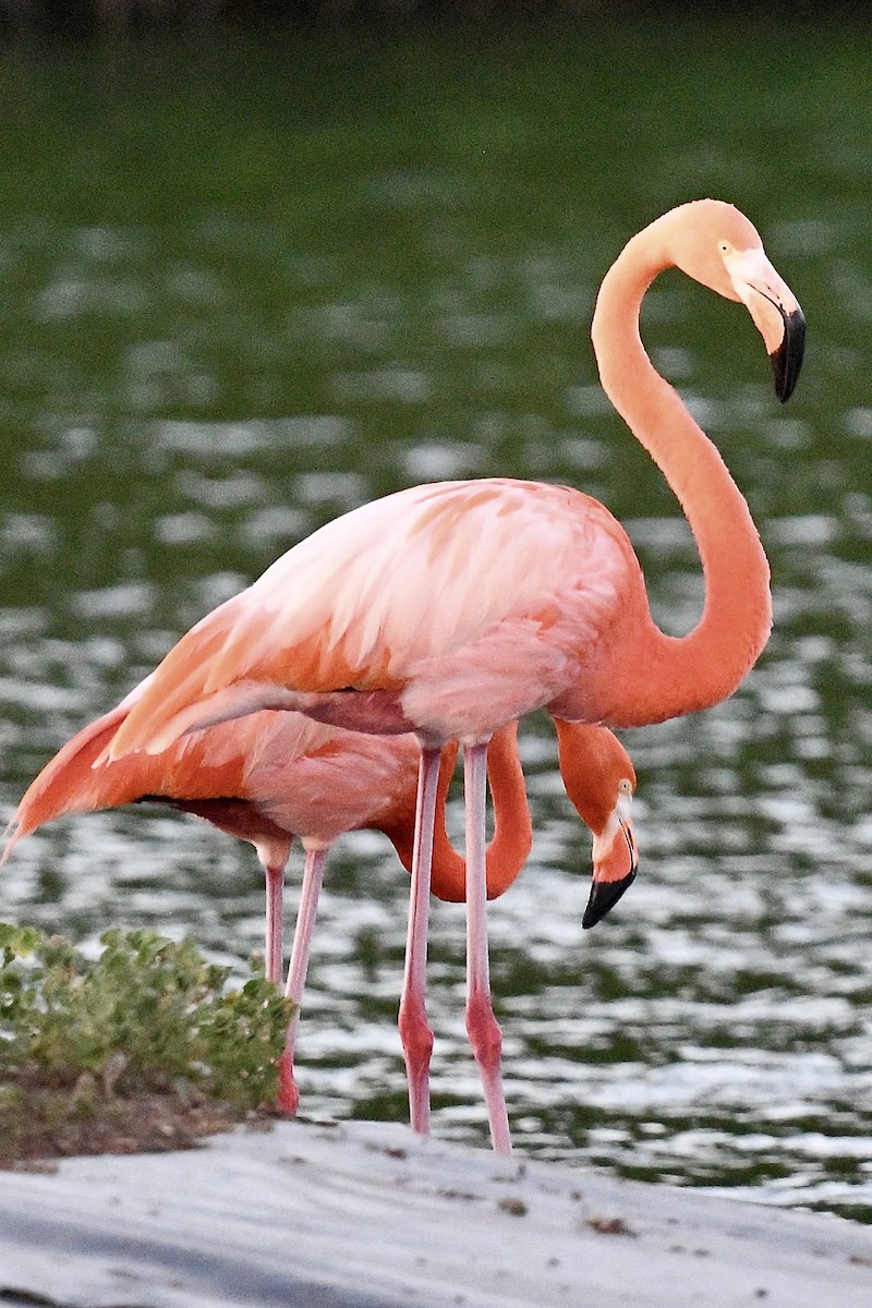 Фламінго червоний - ML647074739