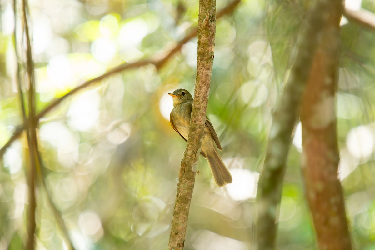 Москверо бронзовий - ML647074740