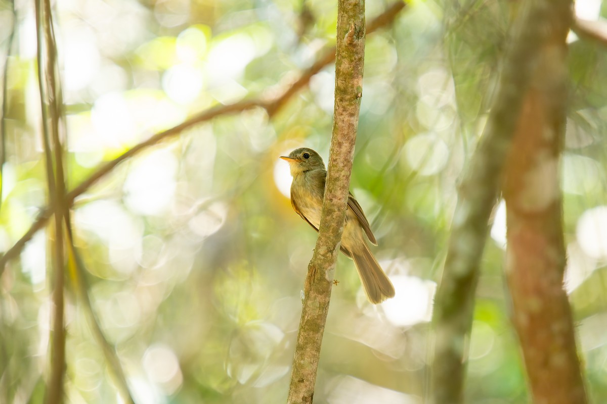 Москверо бронзовий - ML647074741