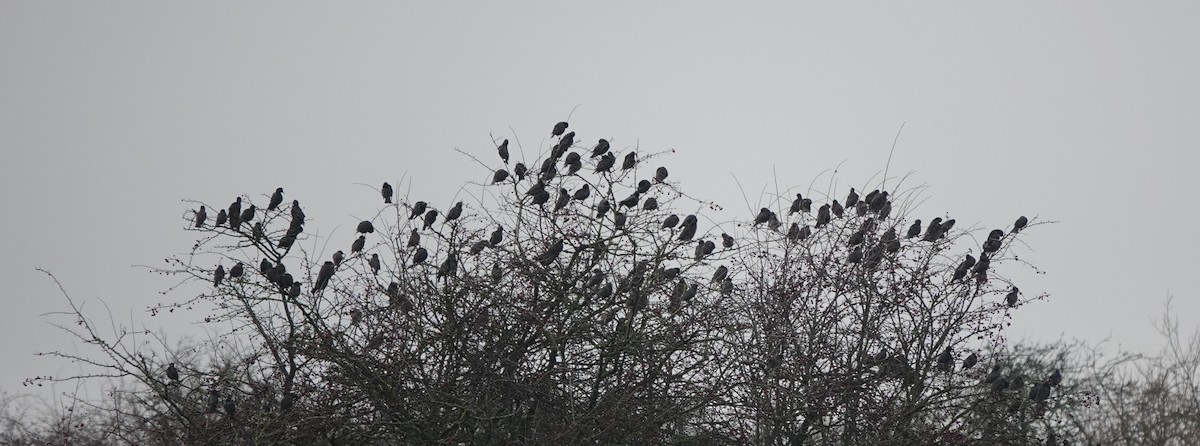 Шпак звичайний - ML647074743