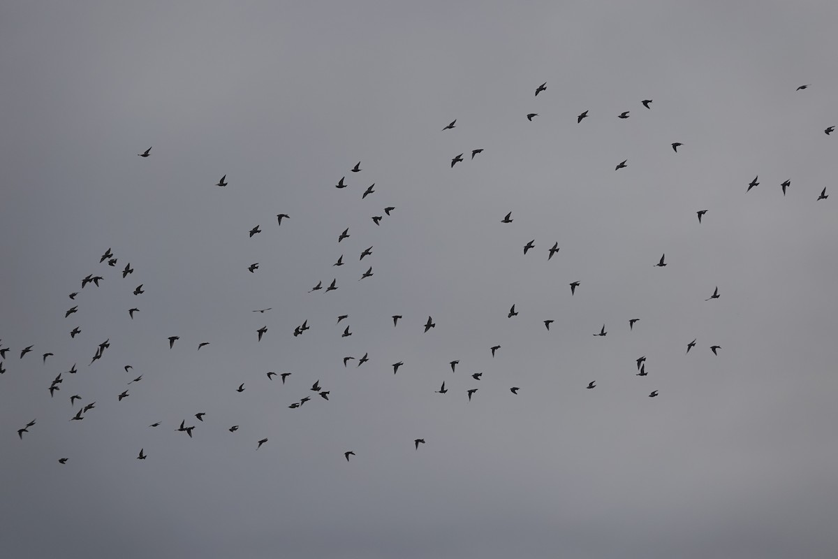 Шпак звичайний - ML647074744