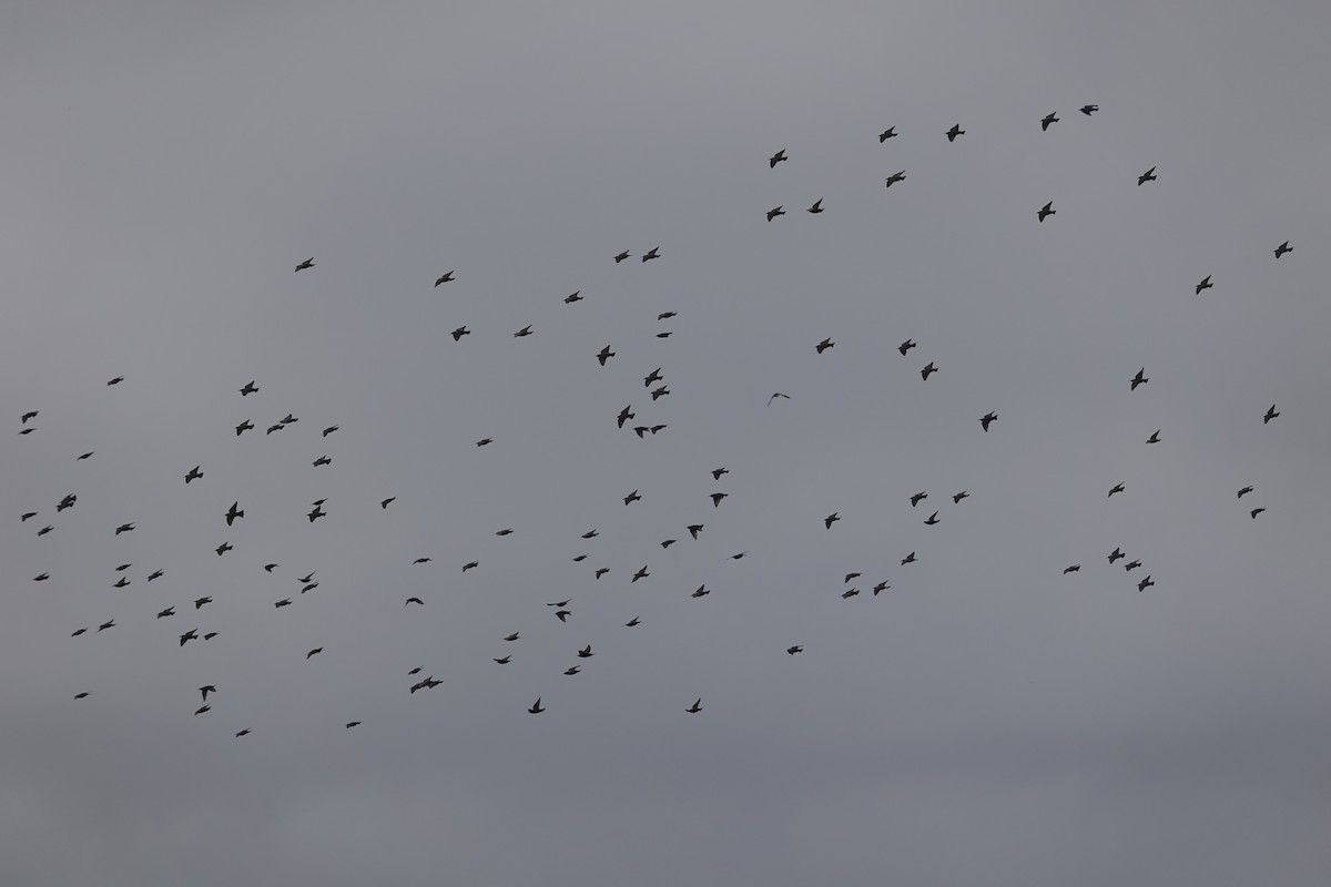 Шпак звичайний - ML647074745