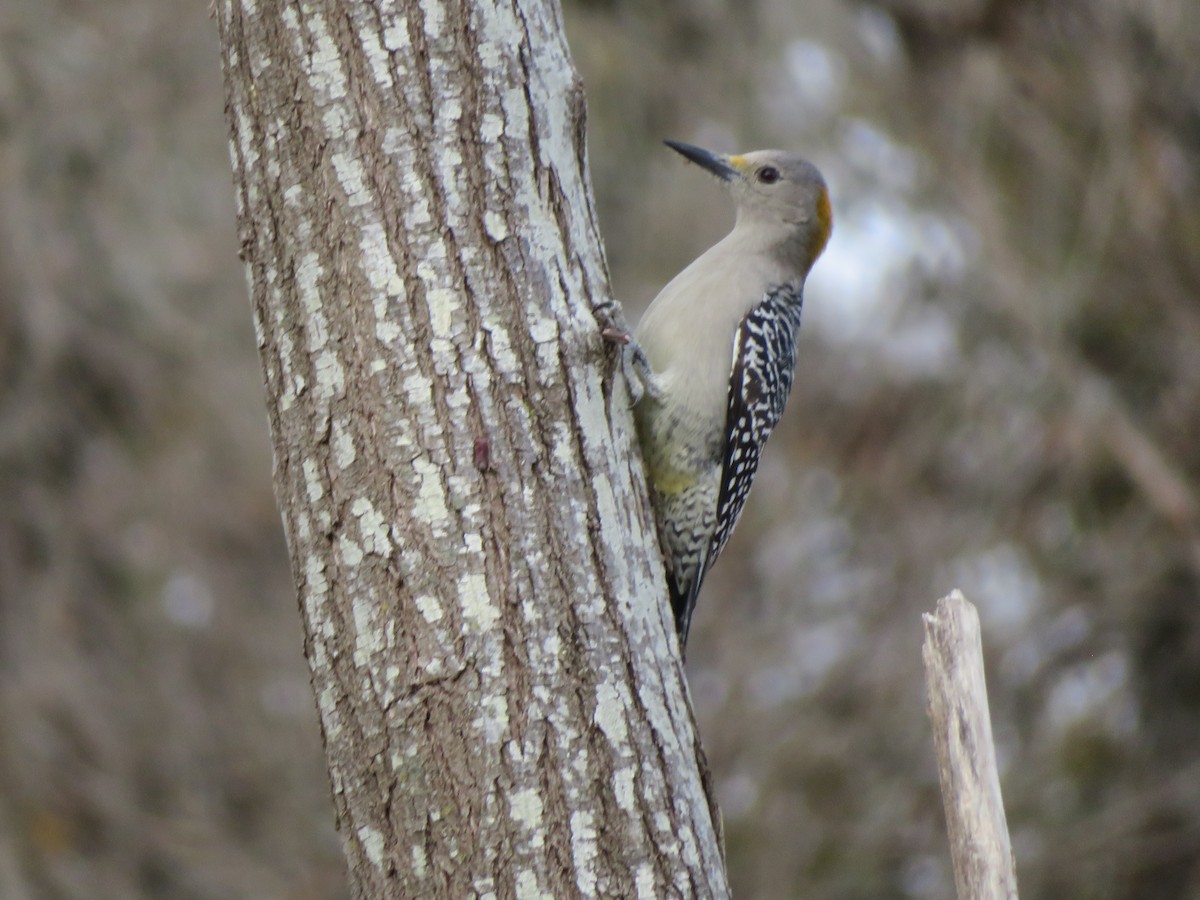 Гіла золотоголова - ML647074746