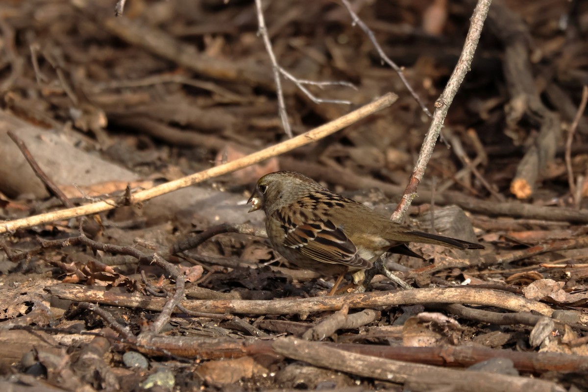 Бруант чорнобровий - ML647074747