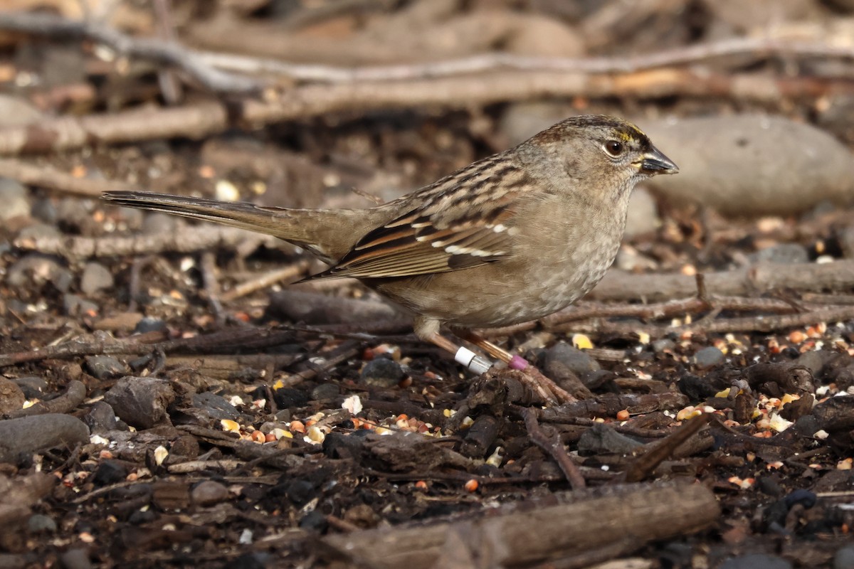 Бруант чорнобровий - ML647074749