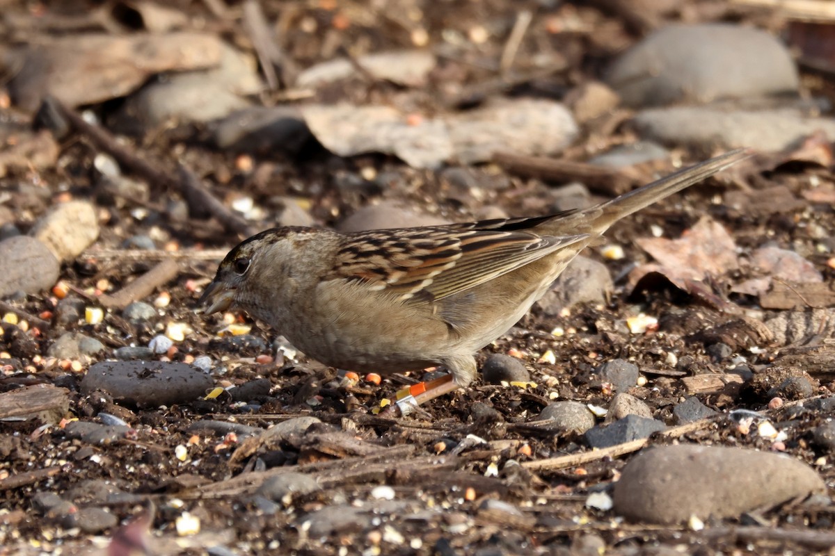 Бруант чорнобровий - ML647074750