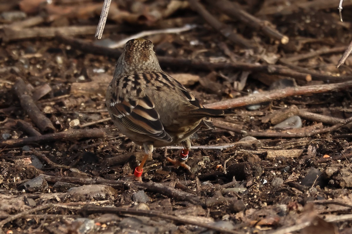 Бруант чорнобровий - ML647074751