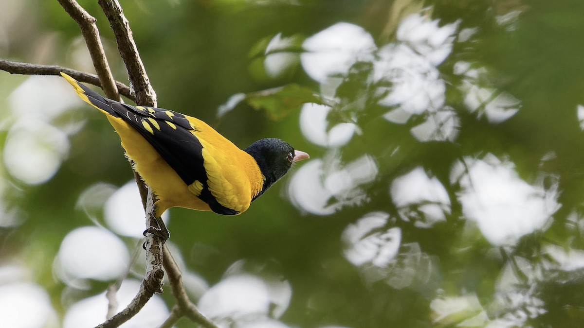 Вивільга східна - ML647074753