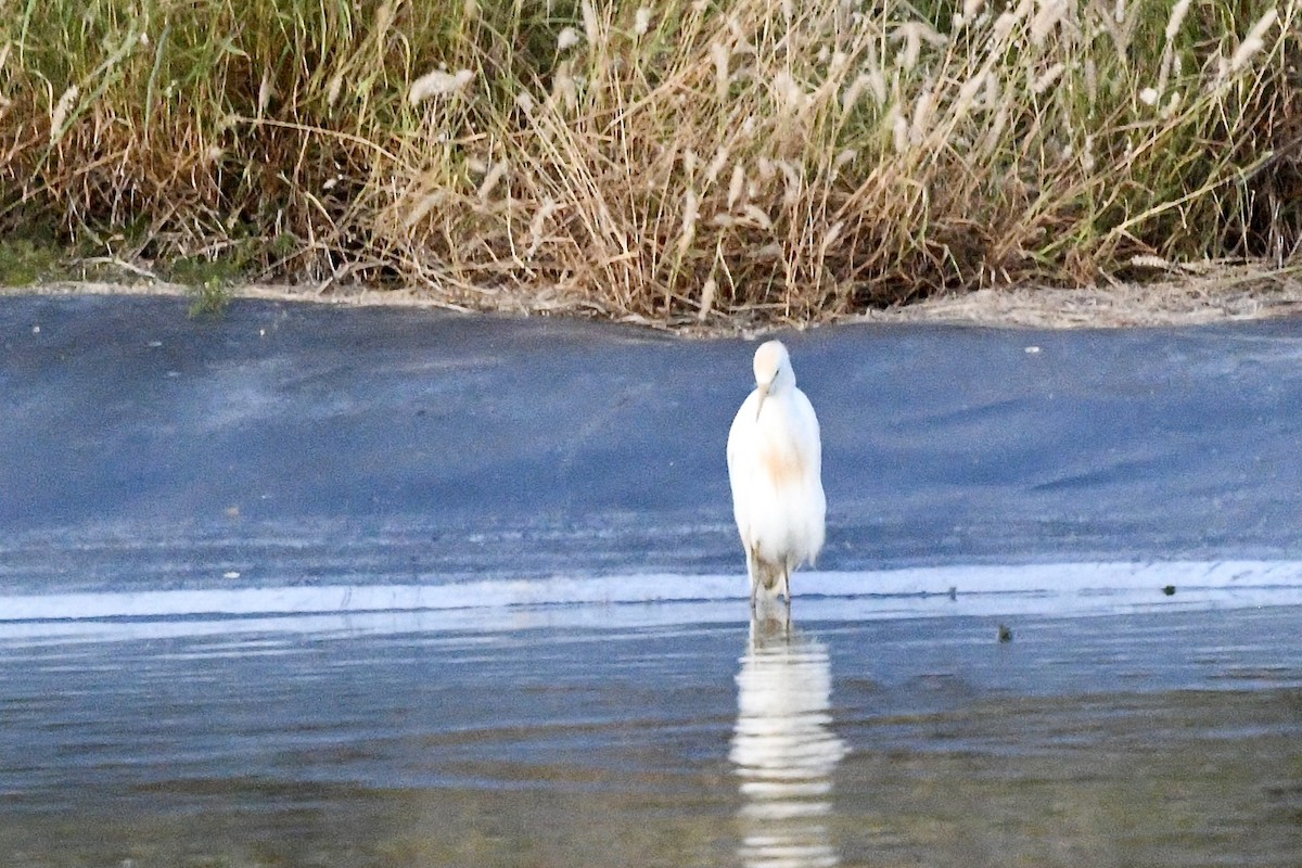 Чапля єгипетська західна - ML647074754