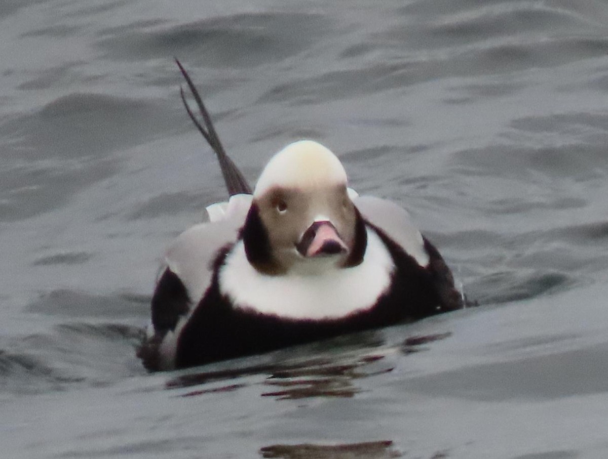 Морянка - ML647074755