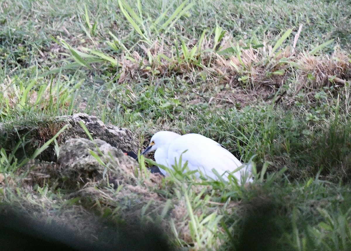 Чепура американська - ML647074756