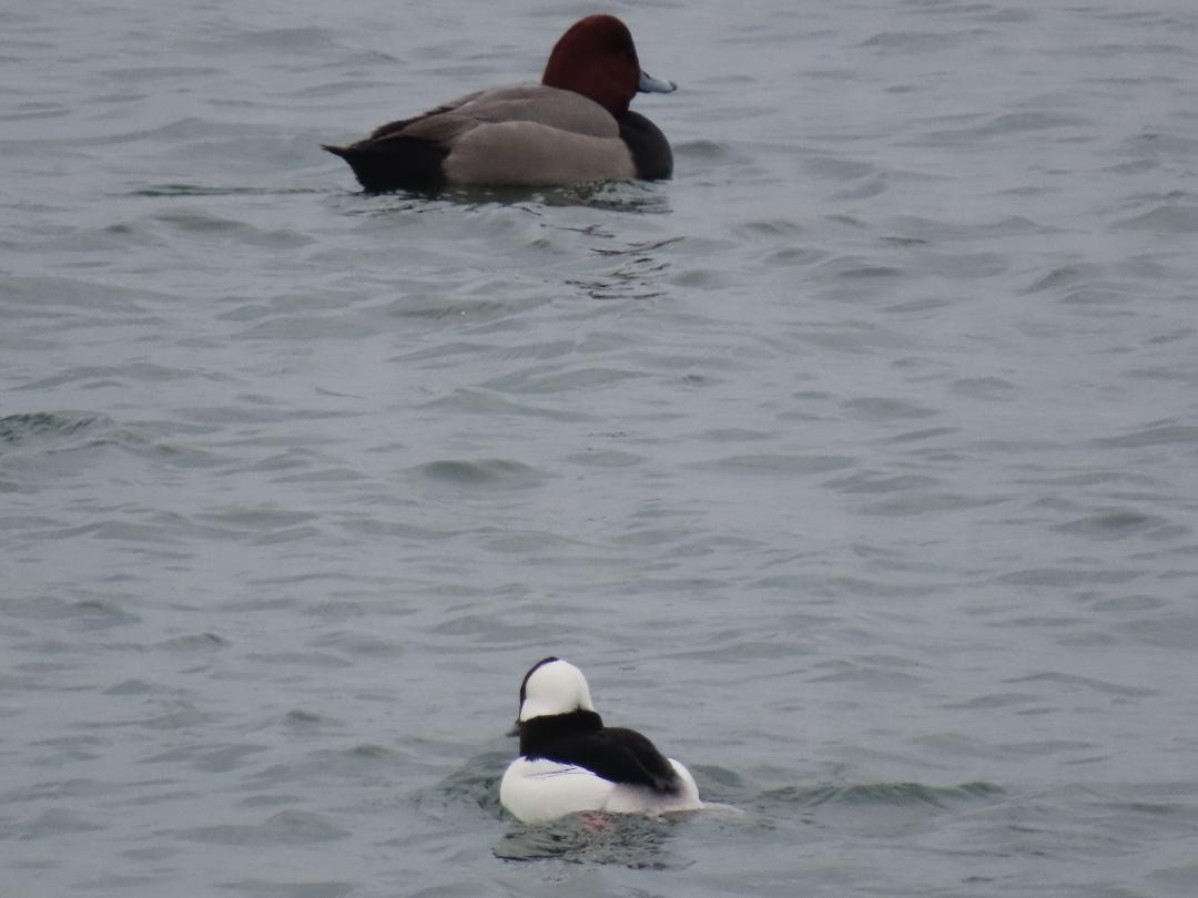 Гоголь малий - ML647074757