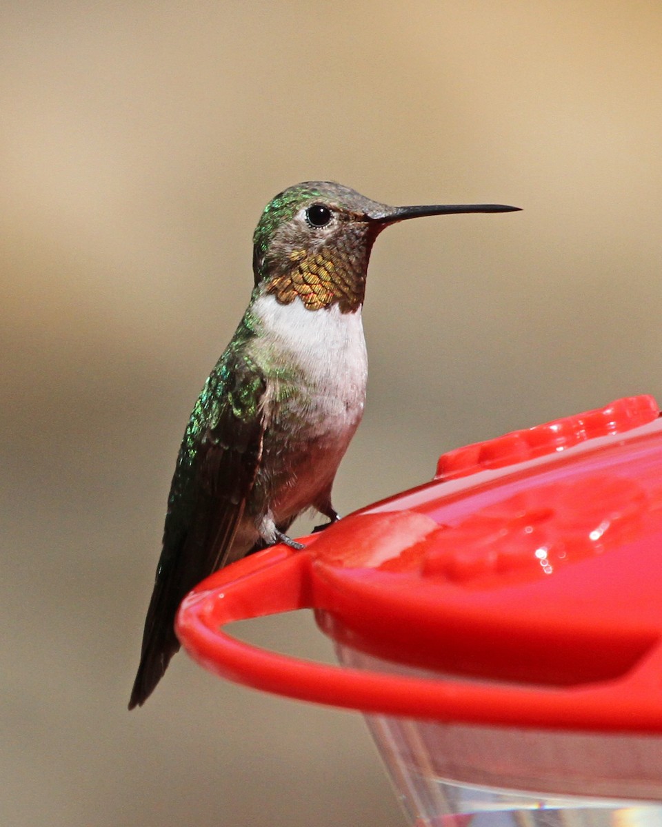 Колібрі-крихітка широкохвостий - ML647074758