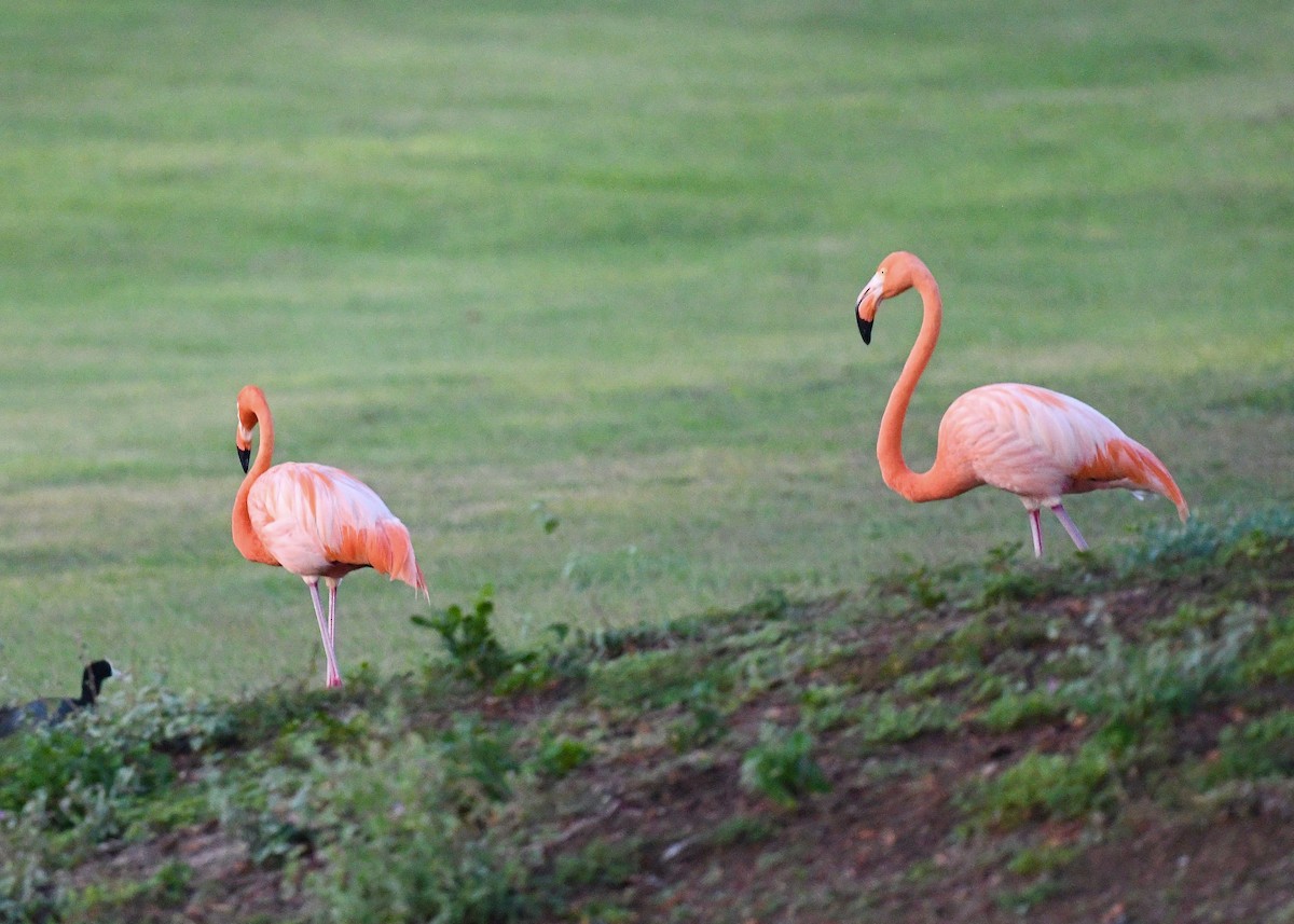 Фламінго червоний - ML647074761