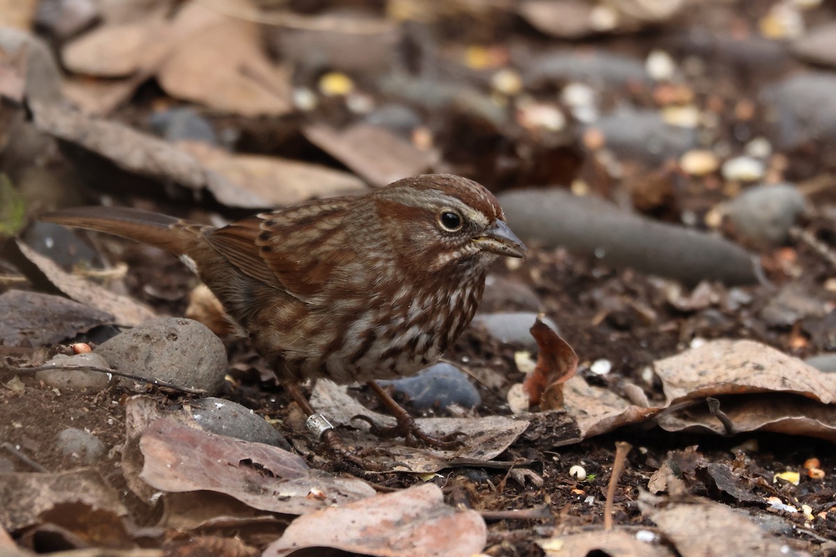 Пасовка співоча - ML647074762
