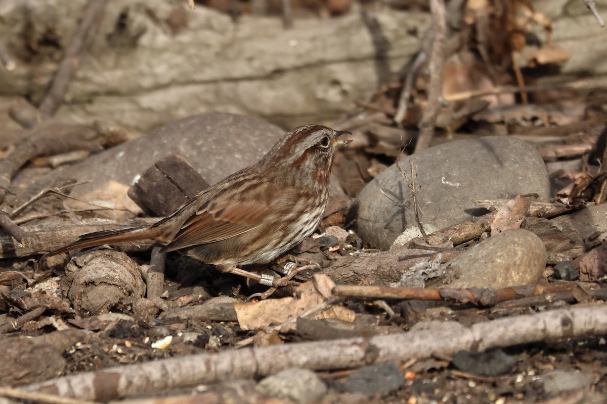 Пасовка співоча - ML647074763