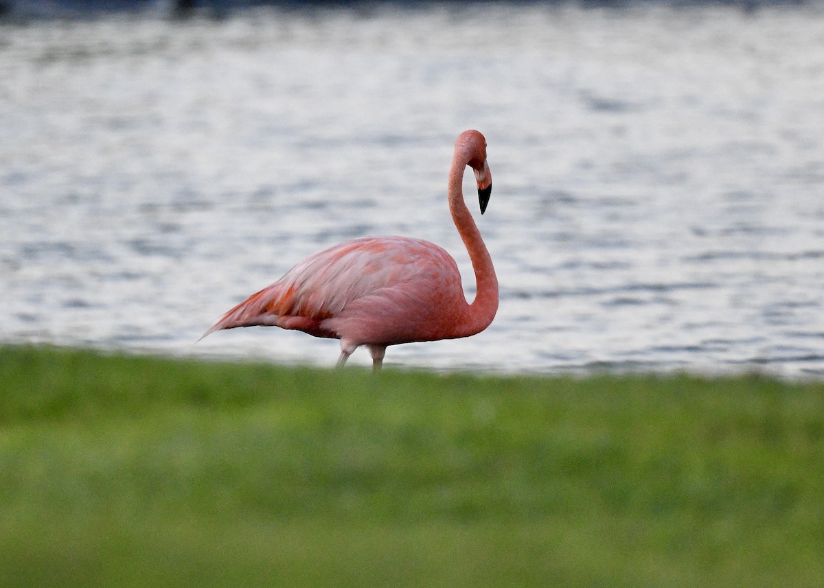 Фламінго червоний - ML647074764