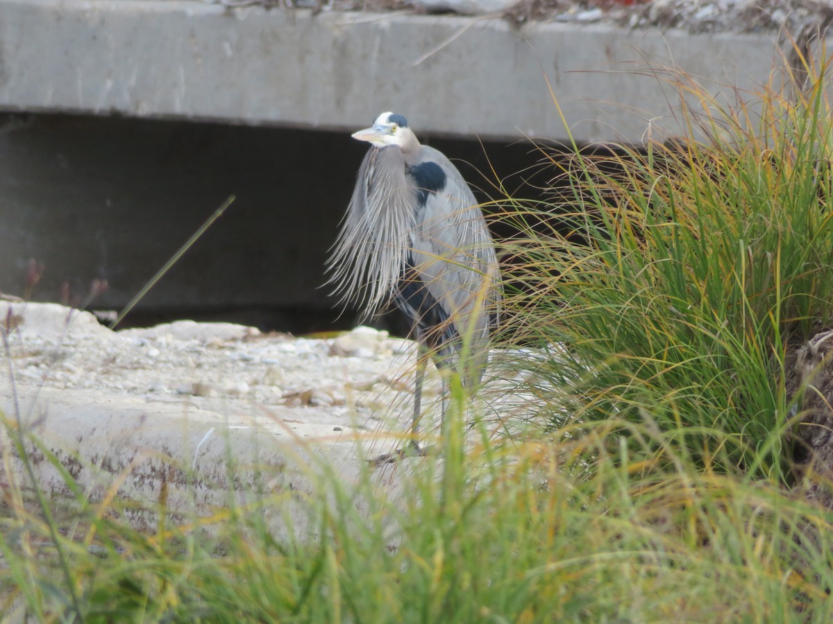 Чапля північна - ML647074765