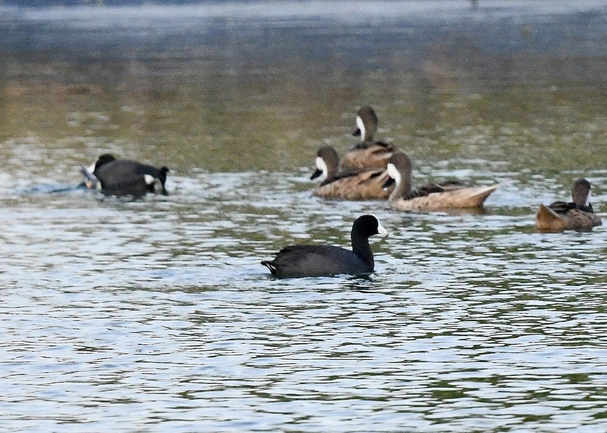 Лиска американська - ML647074767