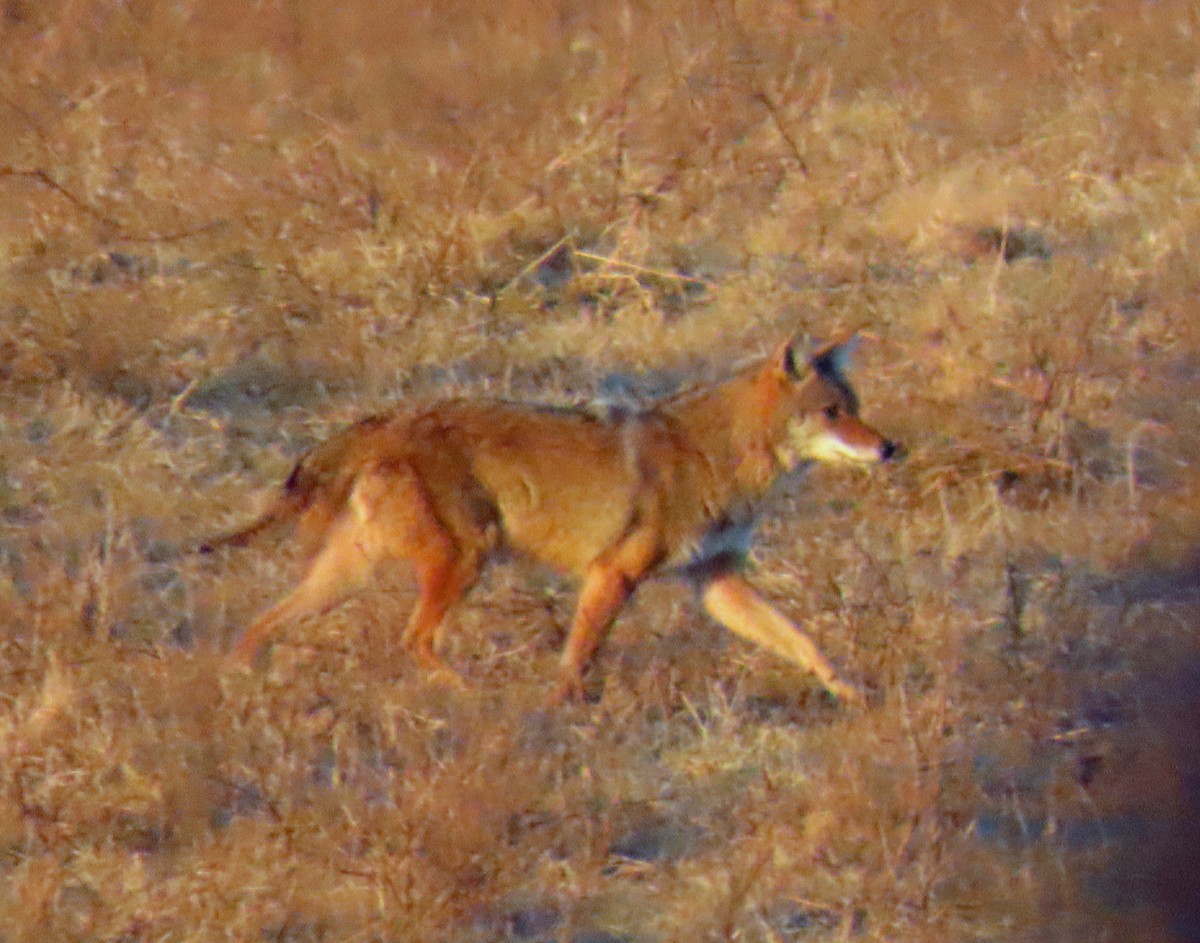 Coyote - ML647074769