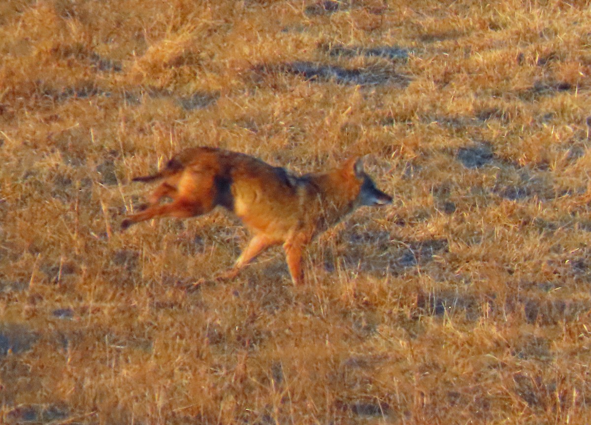 Coyote - ML647074770