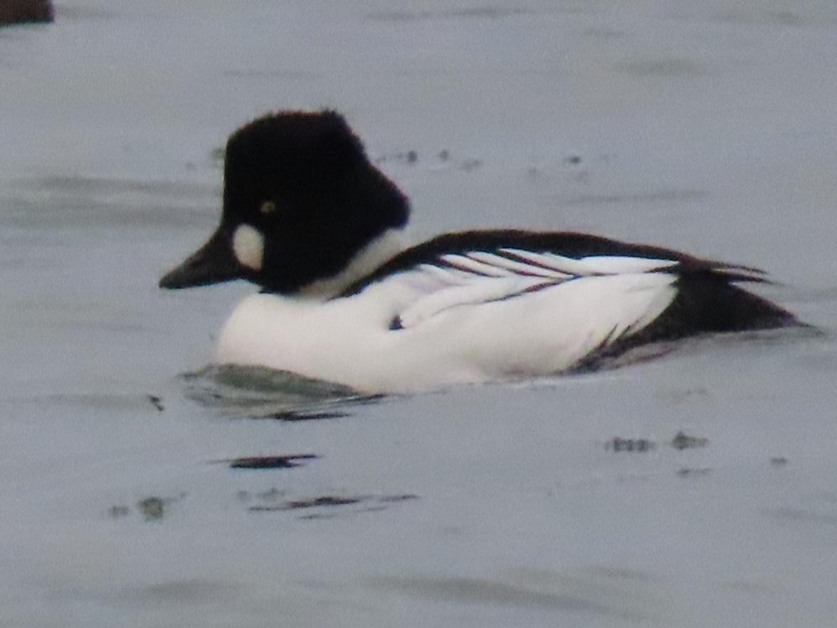 Common Goldeneye - ML647074773