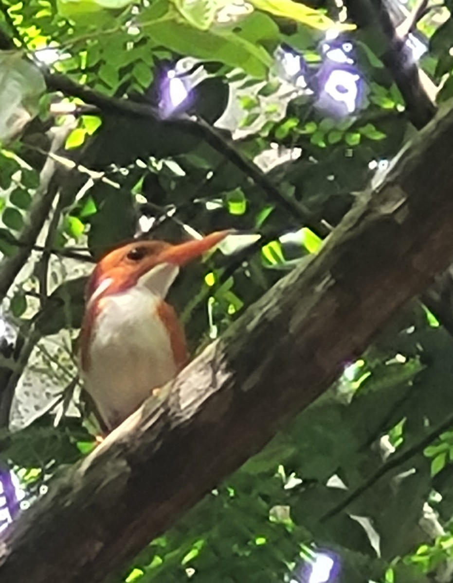Madagascar Pygmy Kingfisher - ML647074786