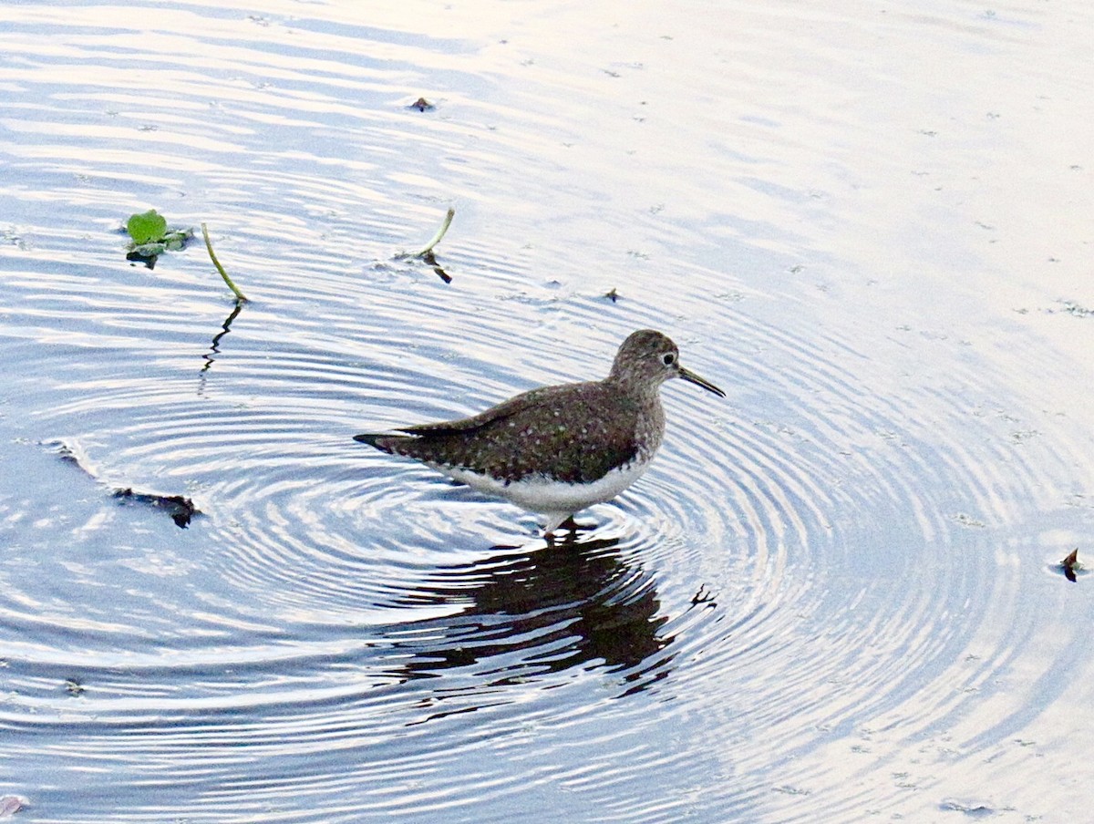 Solitary Sandpiper - ML647074795