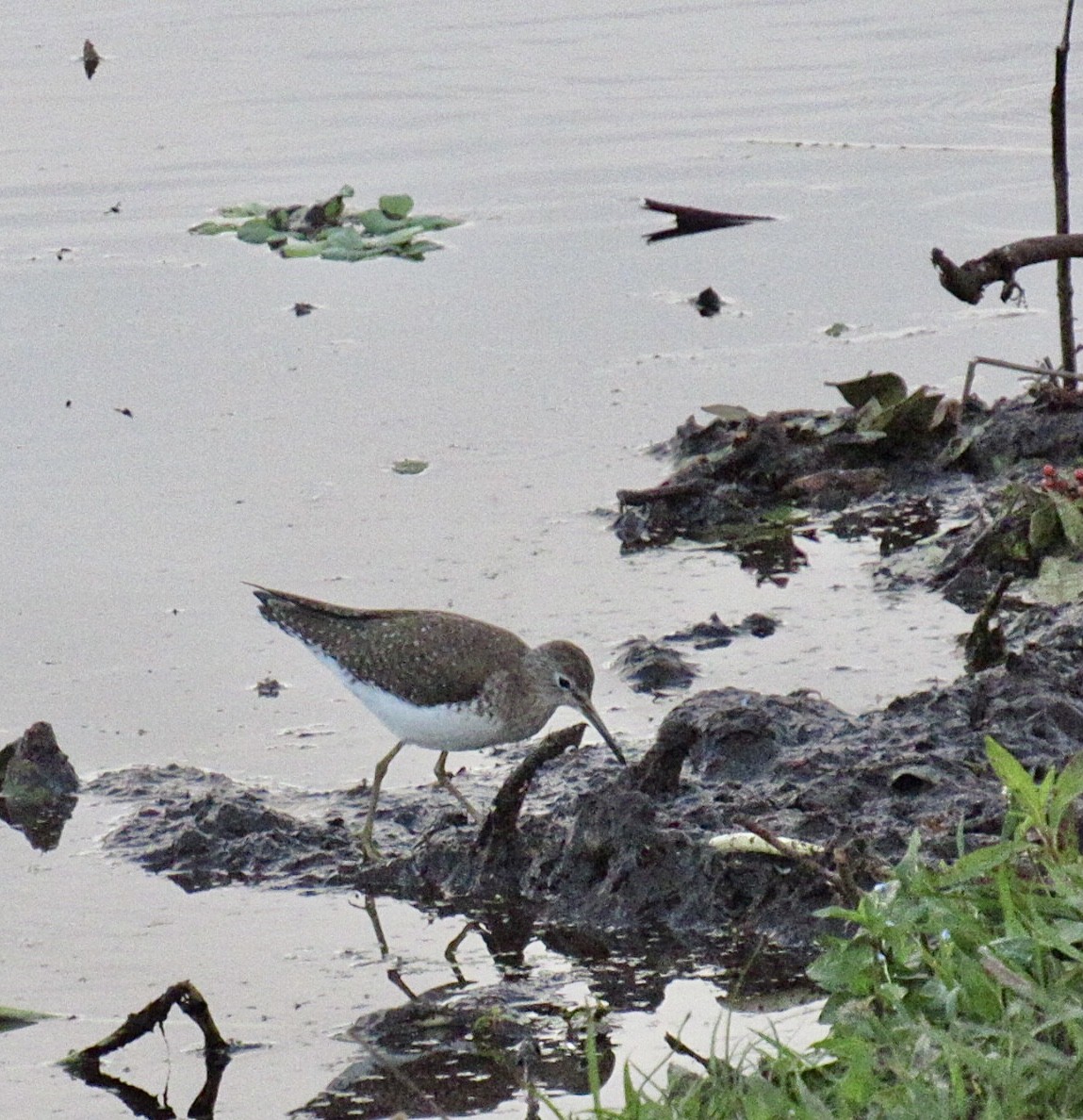Solitary Sandpiper - ML647074796