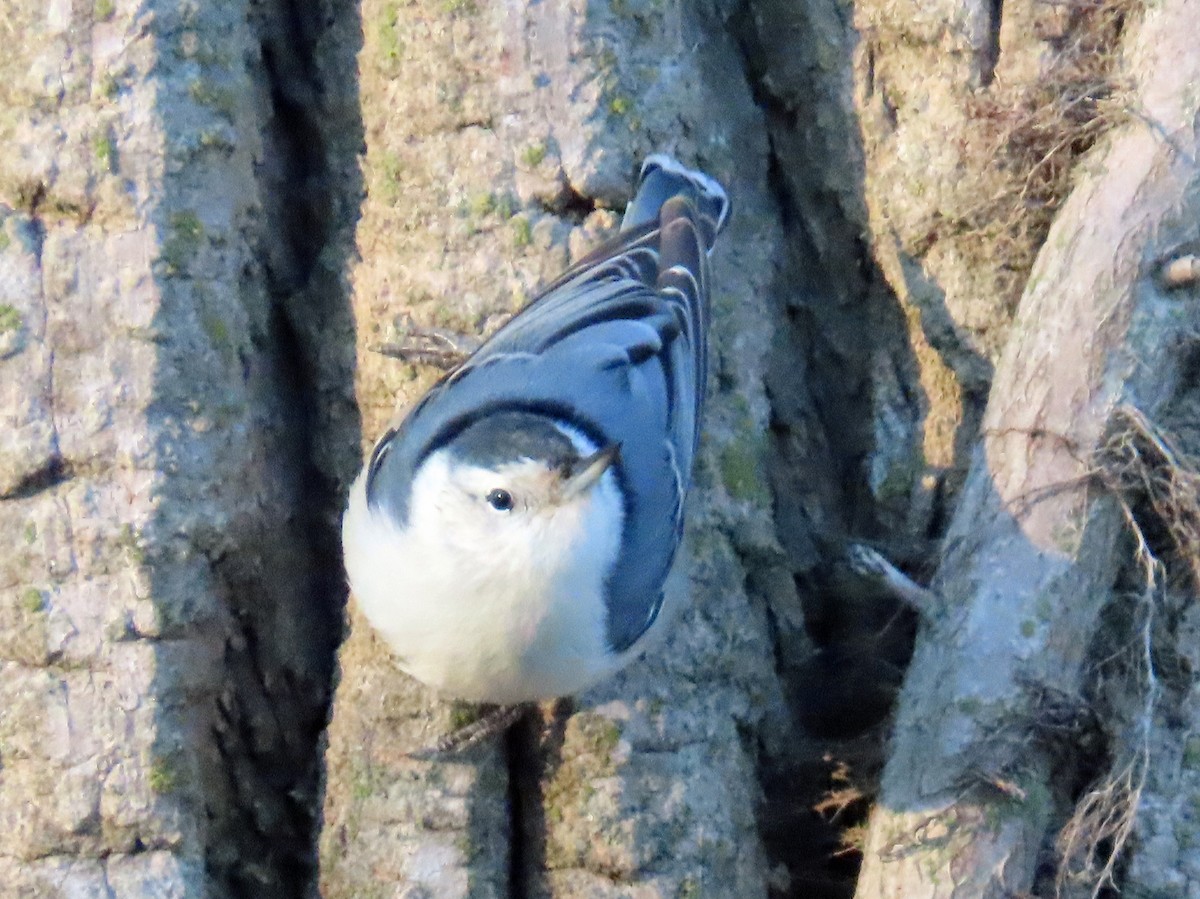 White-breasted Nuthatch - ML647074797