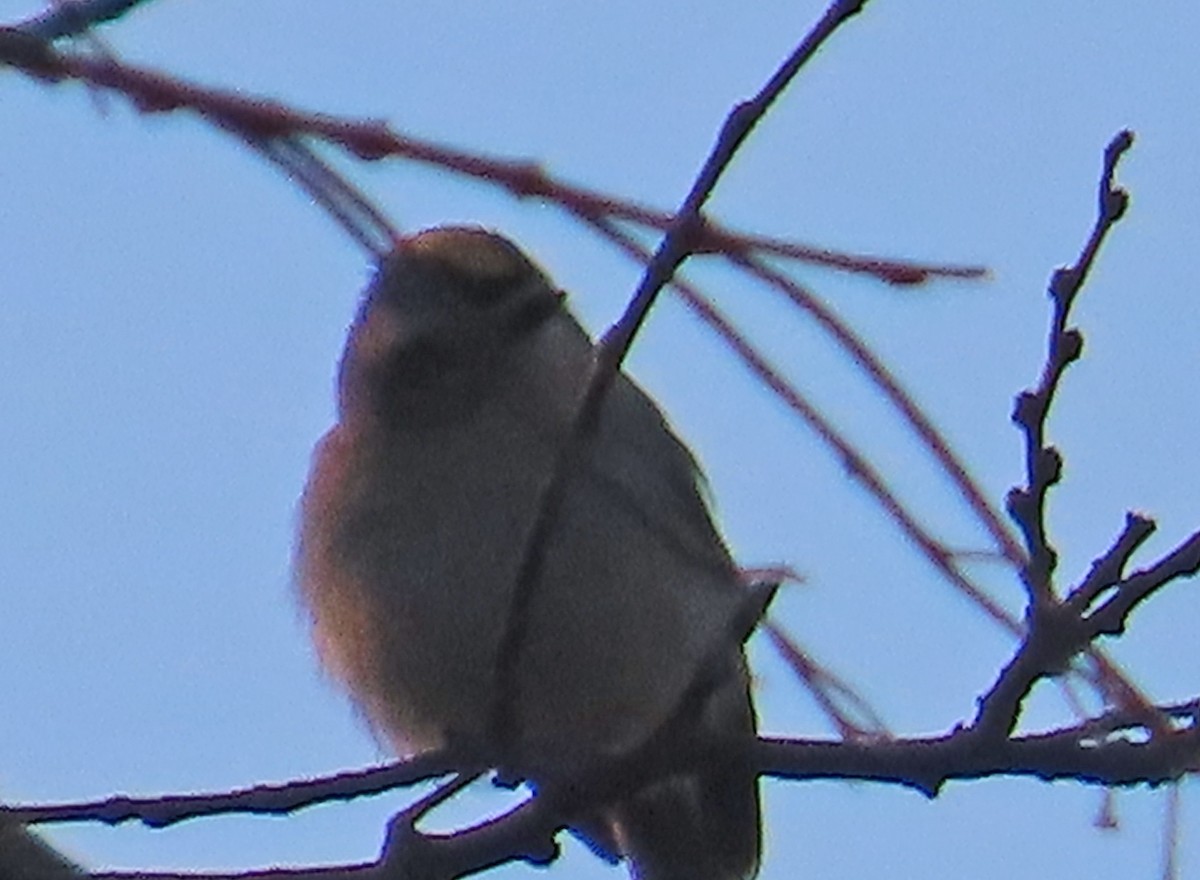 Golden-crowned Kinglet - ML647074799