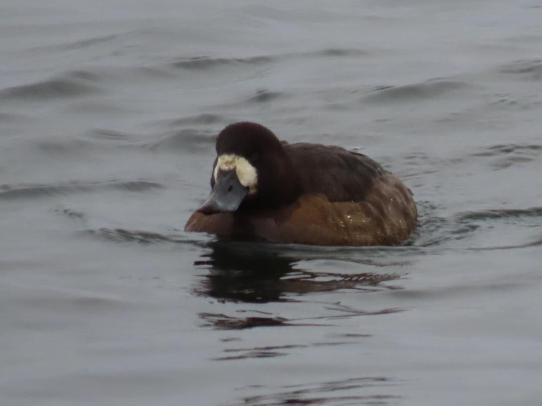 Greater Scaup - ML647074804