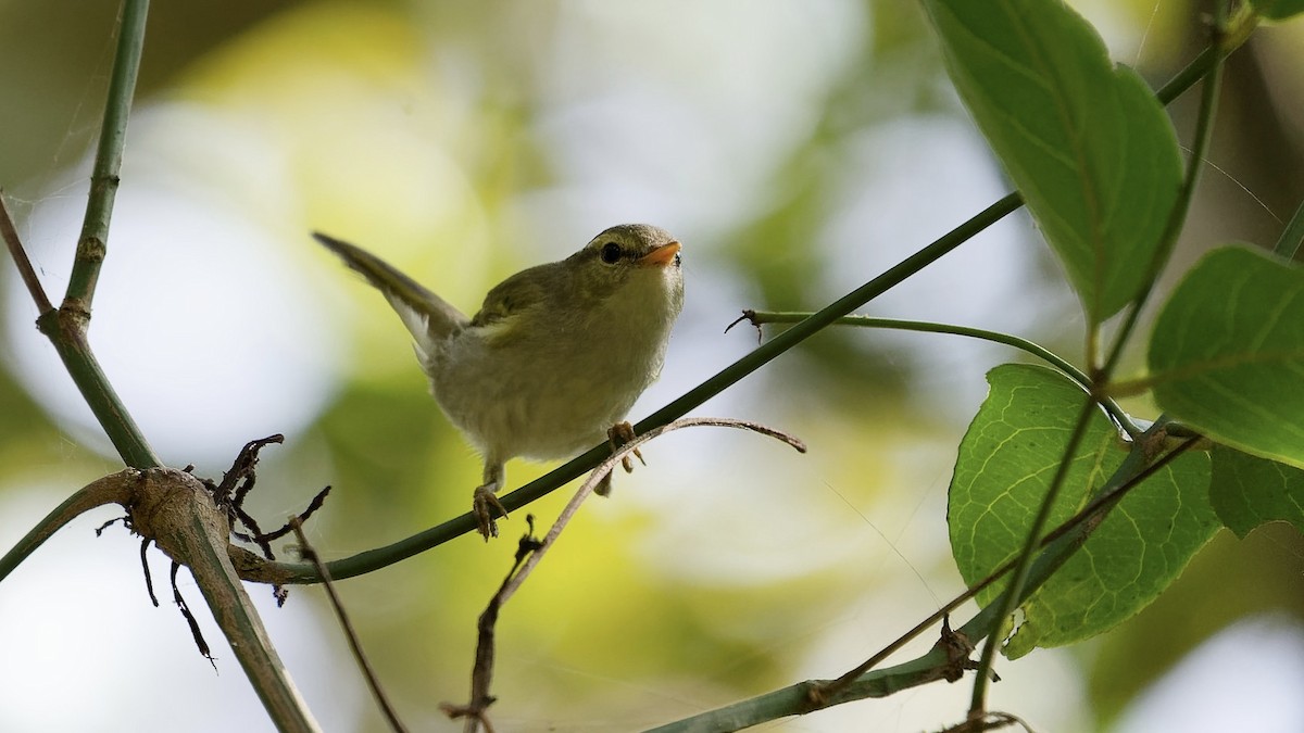 budníček zelený - ML647074809