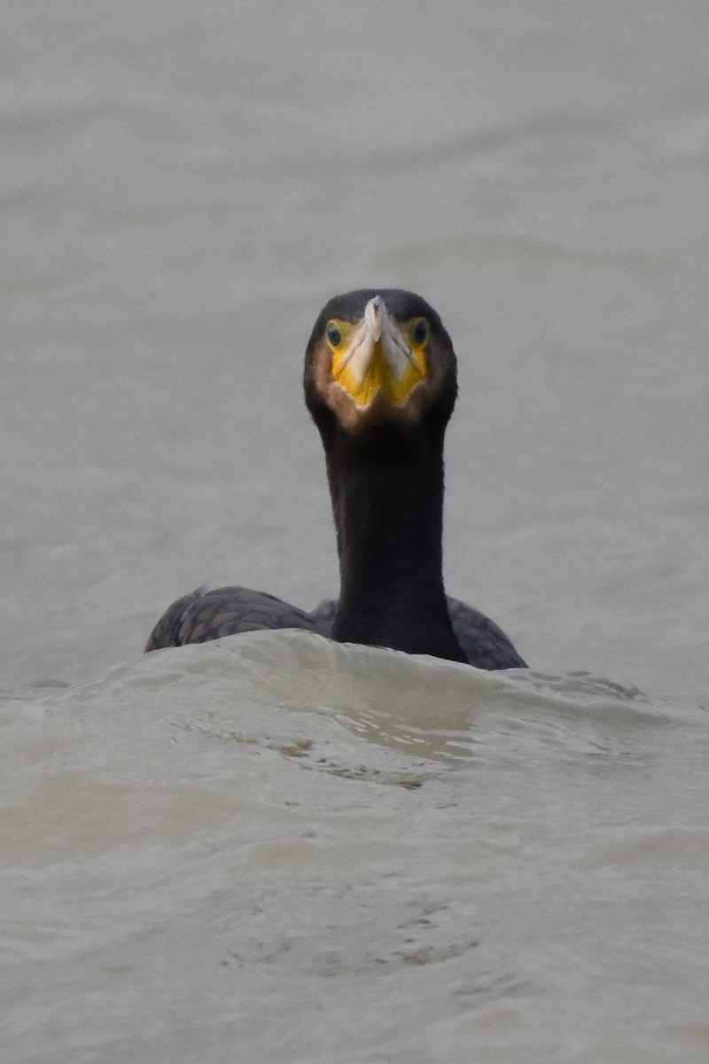 kormorán velký - ML647074811