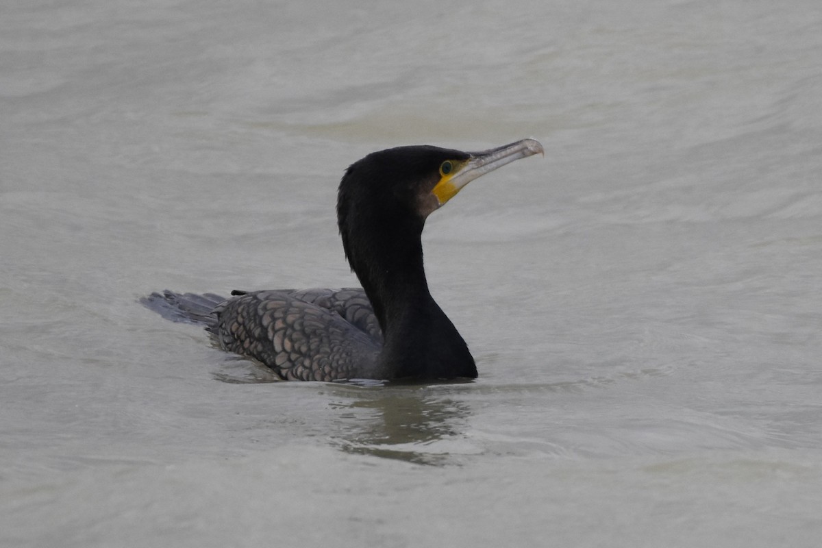 kormorán velký - ML647074813