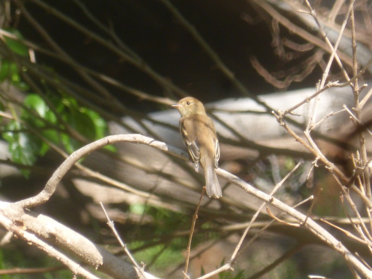 Bran-colored Flycatcher - ML647074819